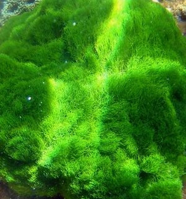 coral reef algae