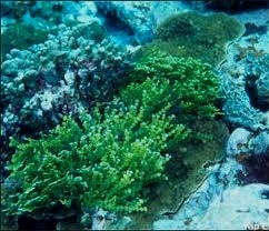 coral reef algae