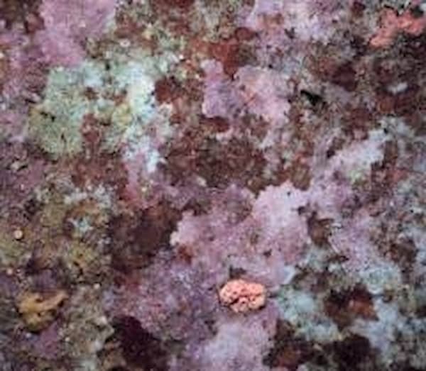 coralline algae encrusting coralline algae grows upon a reef surface