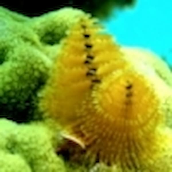 polychaete polychate on coral reef
