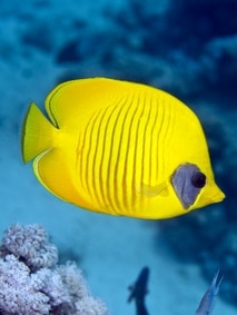 red sea butterflyfish The blue cheek butterflyfish, and endemic Red Sea coral reef species