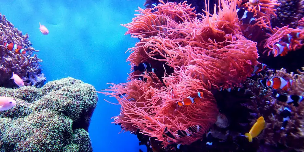 underwater coral photo