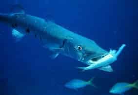 Barracuda a top carnivore