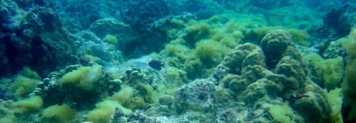 Caribbean reef with heavy algal growth