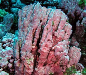 Coralline red algae