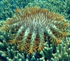 Crown of Thorns sea star