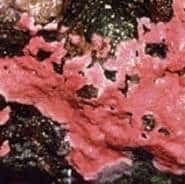 Crustose coralline algae