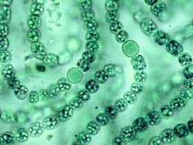 Cyanobacteria