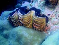 Giant clam