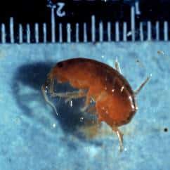 Most amphipods are tiny