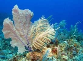 Numerous octocorals adorn a Caribbean coral reef