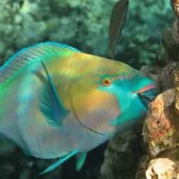 Parrotfish beak