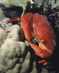 Reef crab