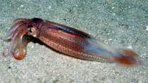 Reef squid