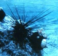 Sea urchin