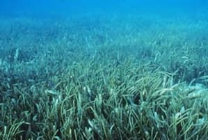 Seagrass