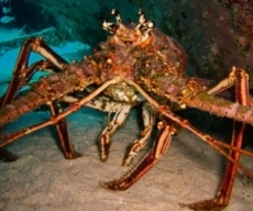 Spiny lobster