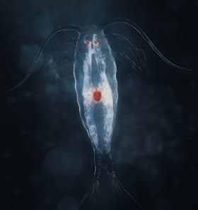 Zooplankton