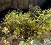 brown algae