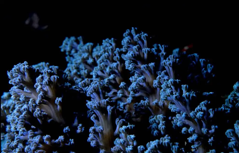 coral reef plants