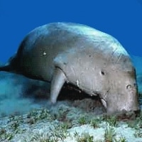 dugong