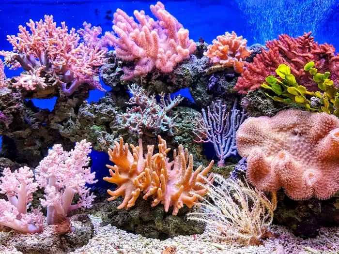 how are coral reefs formed