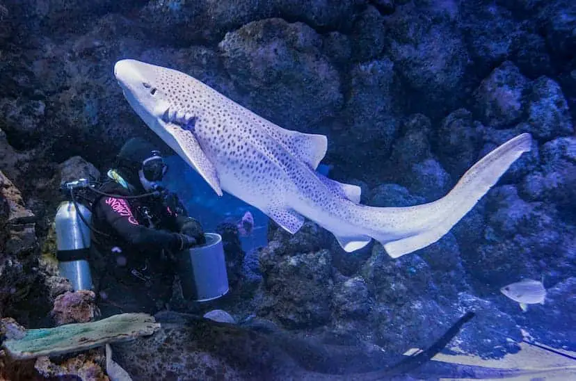 leopard shark QLD Australia