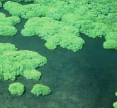 mangrove forest