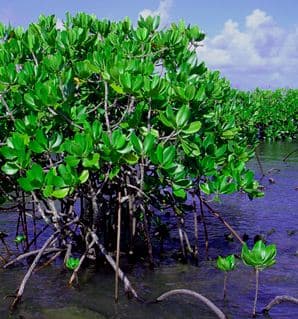 mangroves