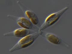 pennate Benthic diatoms