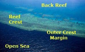 reef crest