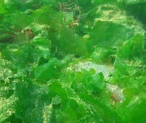 sea lettuce