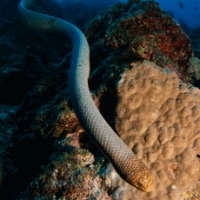 sea snake