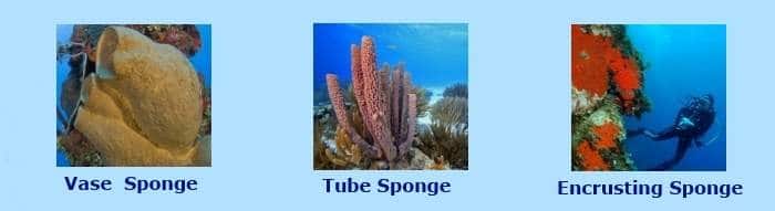 sea sponges