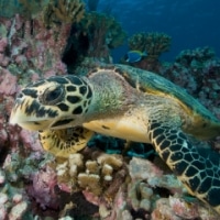 sea turtle