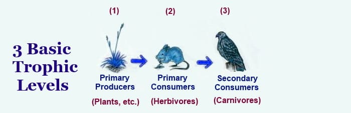 three basic trophic levels