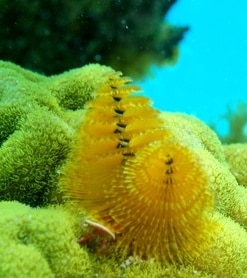 tree worm