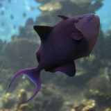 trigger fish