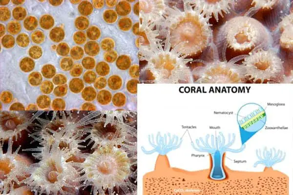 zooxanthellae coral anatomy