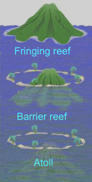 reef types