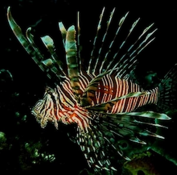 Lionfish