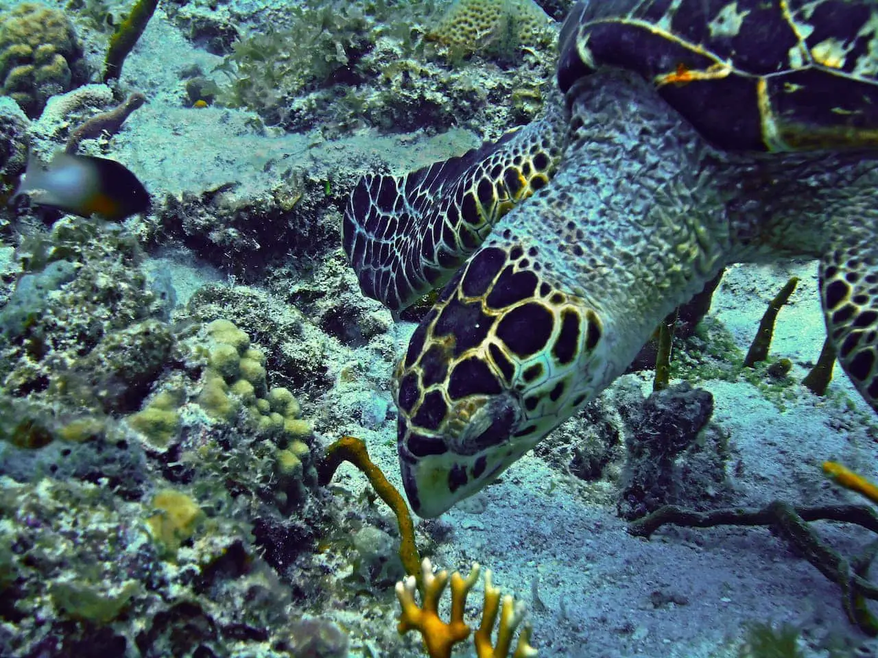 A Turtle Looking For Food In A Reef