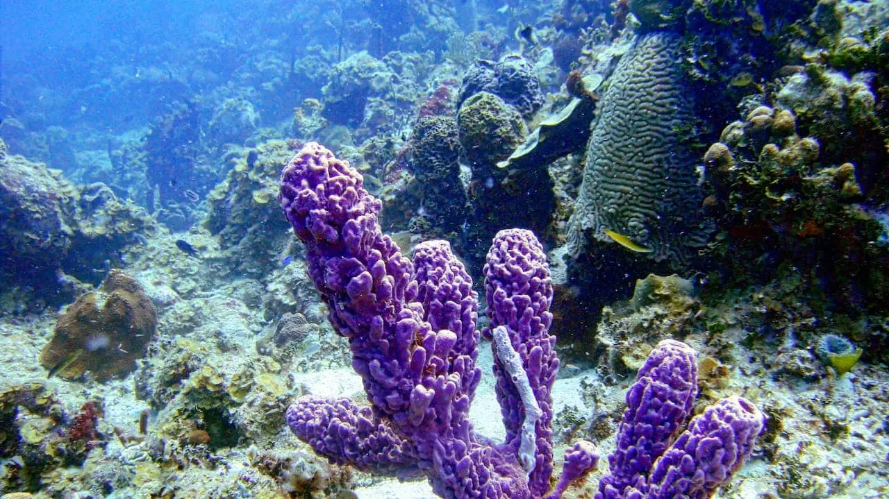 A purple sponge in the fore of a coral patch reef