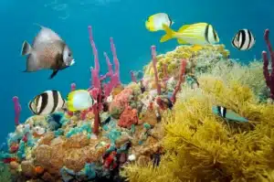 Caribbean Coral