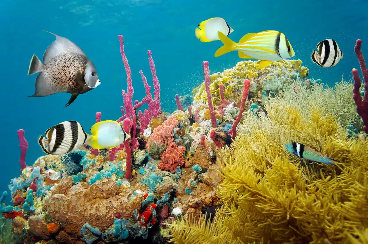 Caribbean Coral