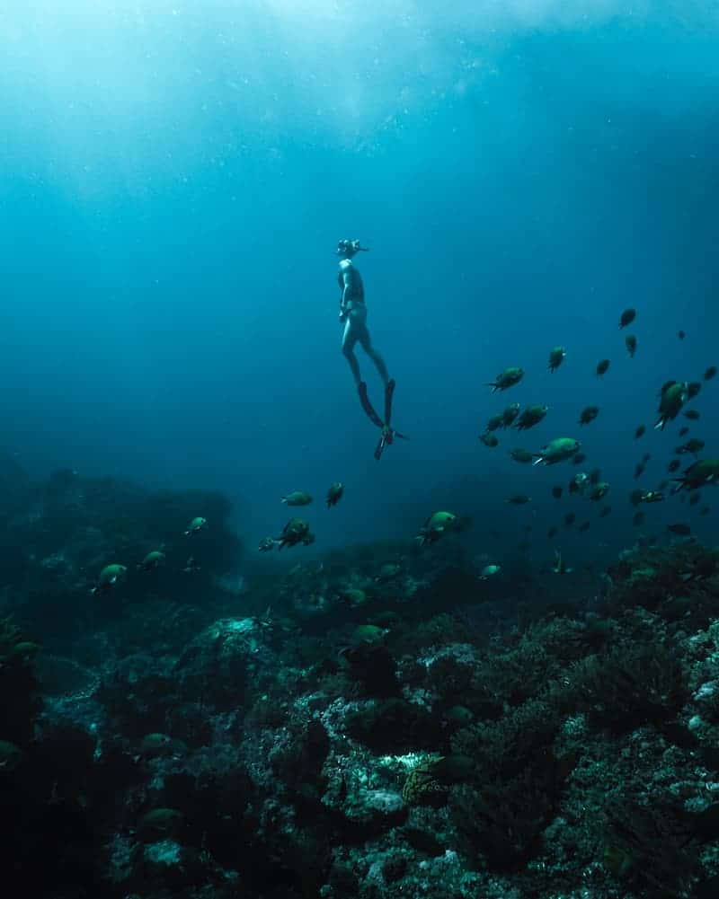 Diver Swimming Up With Fish