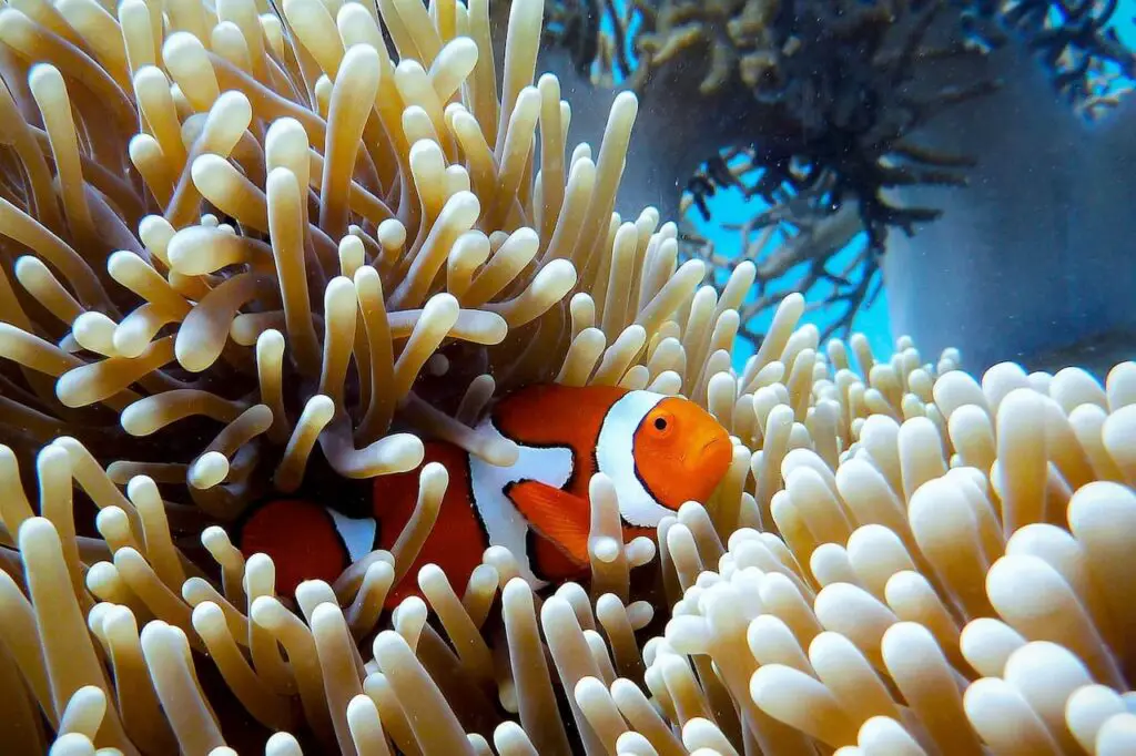 How To Help The Great Barrier Reef