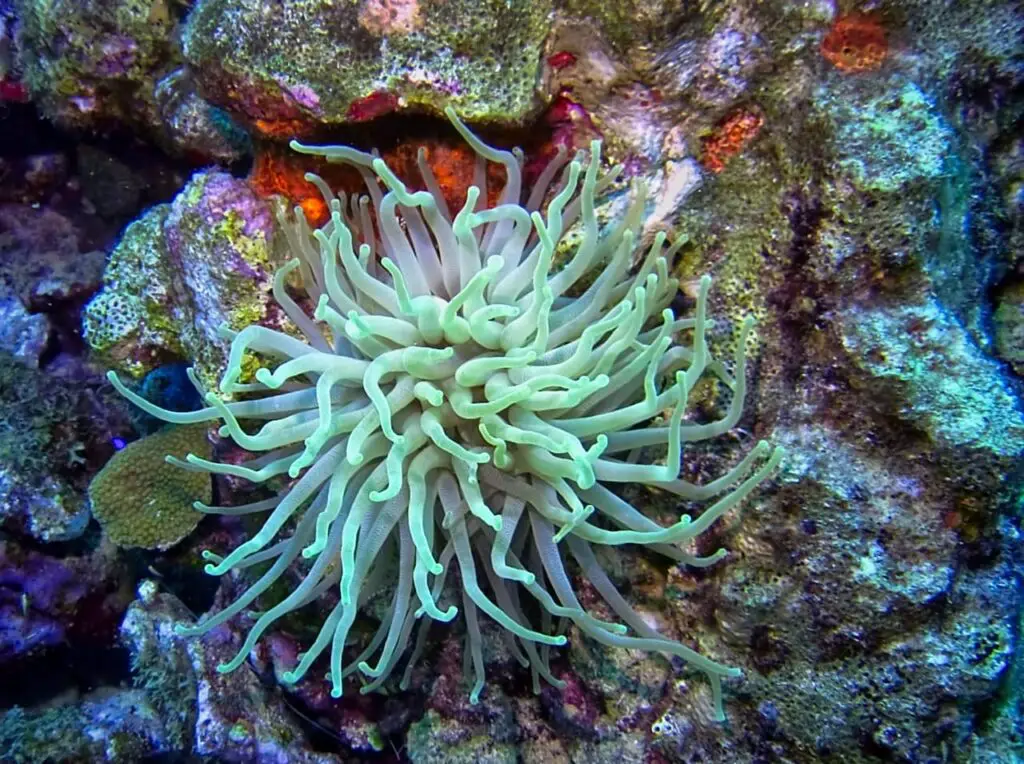Saving Caribbean Coral