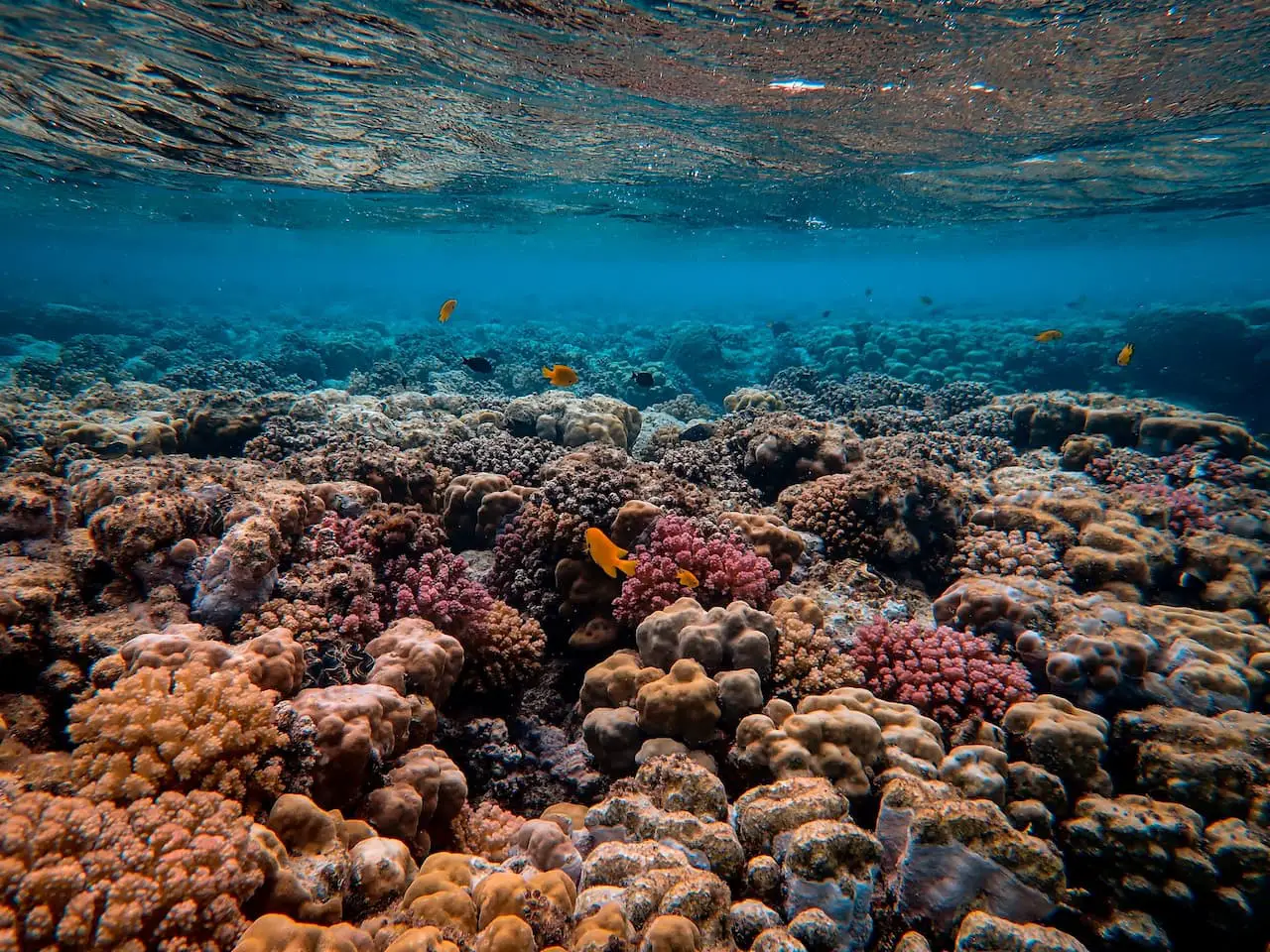Shallow Coral Reef With Fish