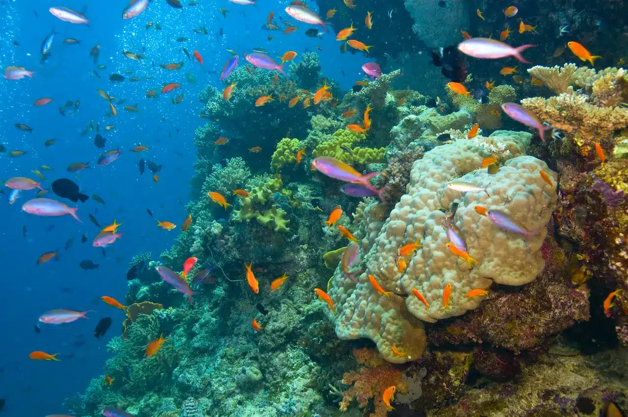 Top 10 Coral Reefs in the World